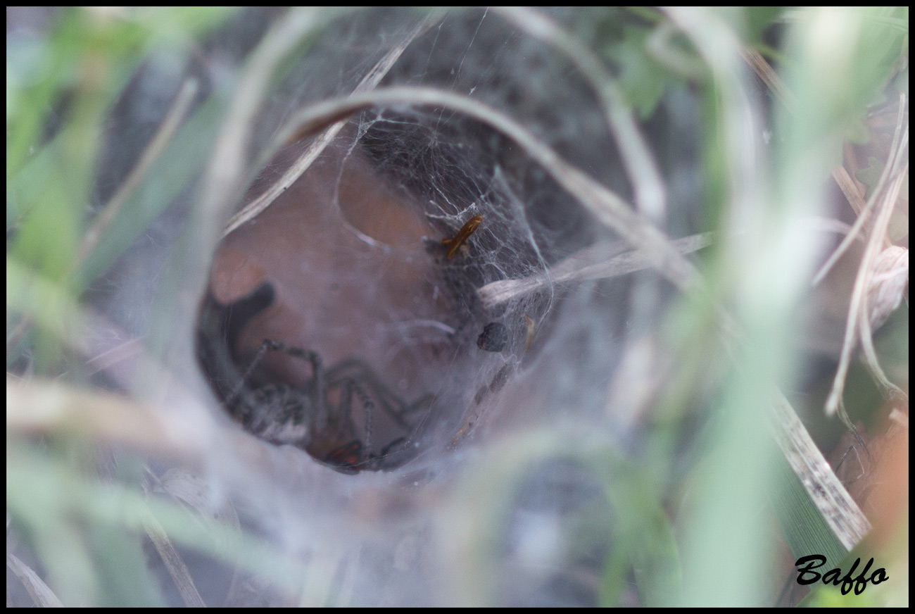 Agelena labyrinthica - Slovenia